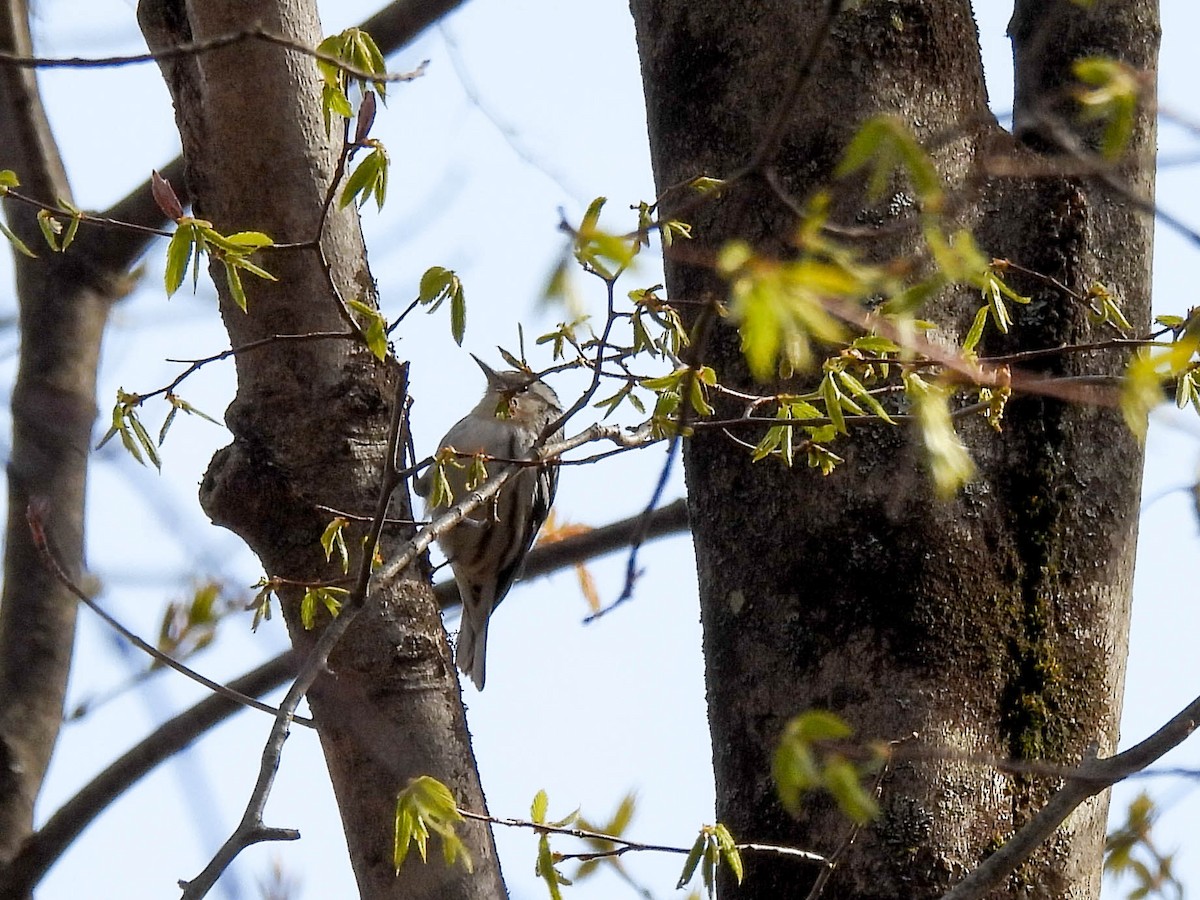 Black-and-white Warbler - ML234554281
