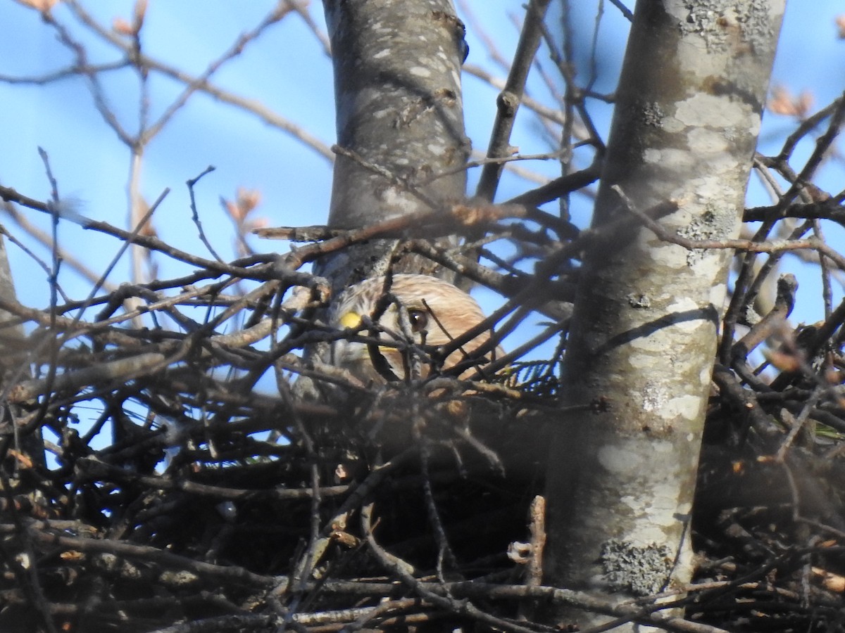 Red-shouldered x Red-tailed Hawk (hybrid) - ML234554961