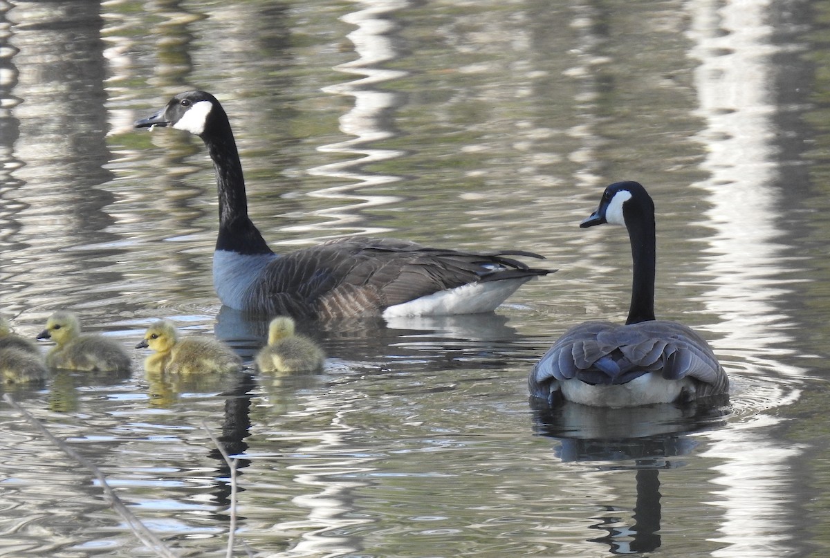 Canada Goose - ML234555021