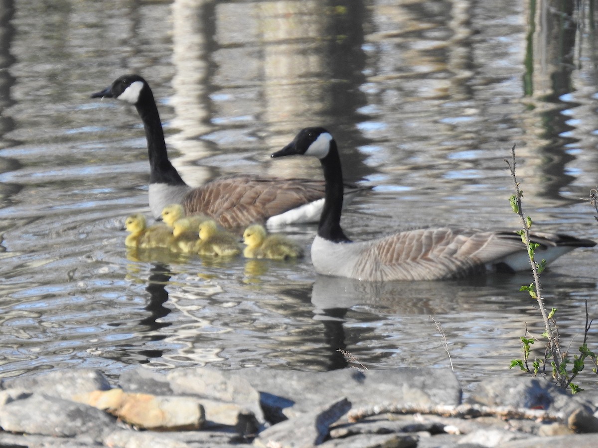 Canada Goose - ML234555031