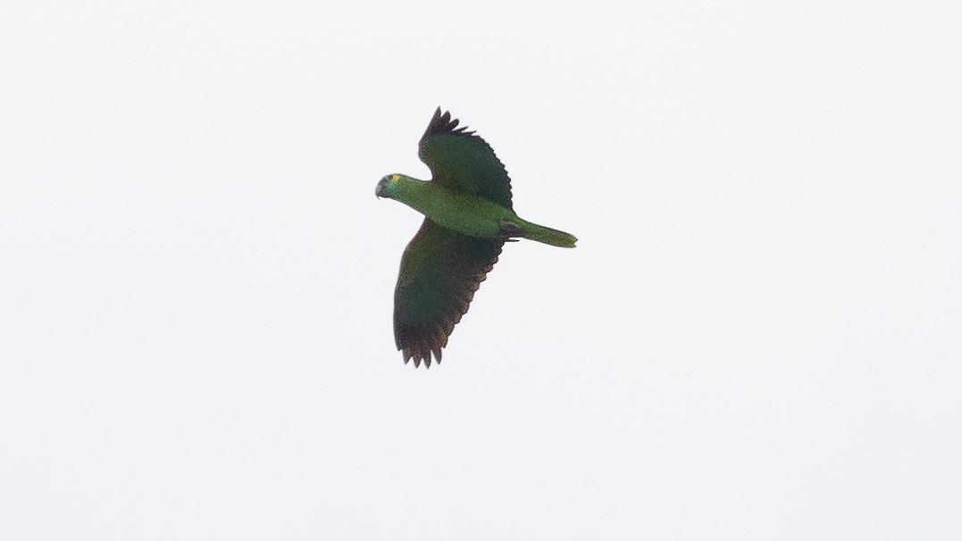 Turquoise-fronted Parrot - ML234555631