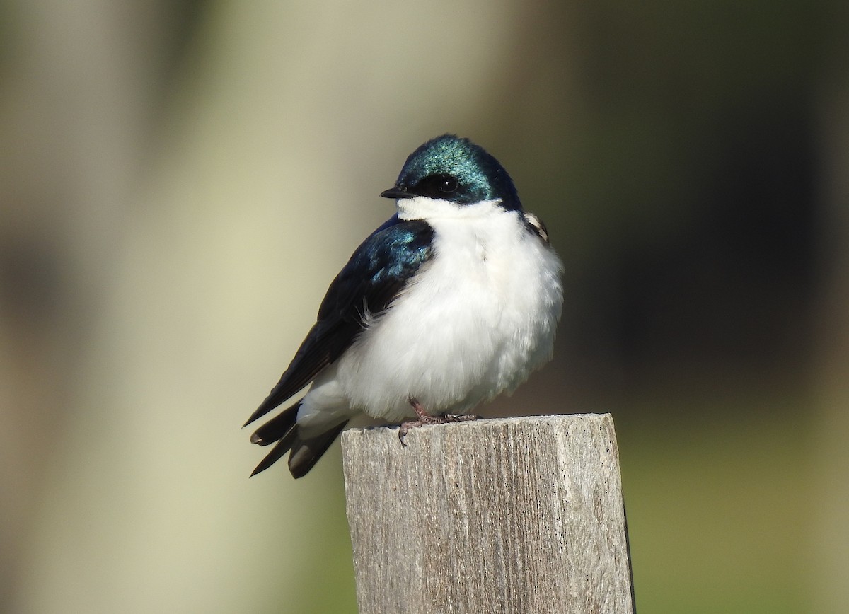 Golondrina Bicolor - ML234555931