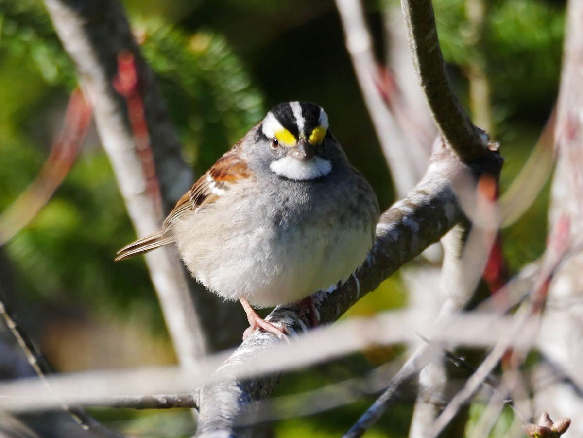 White-throated Sparrow - Natalie Barkhouse-Bishop