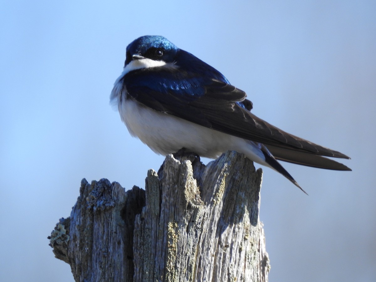 Tree Swallow - Kaj Overturf