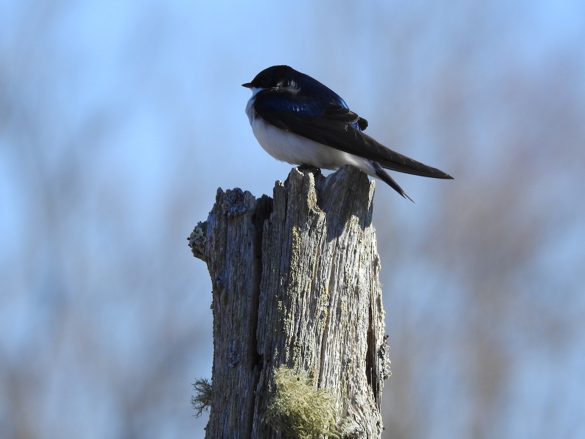 Tree Swallow - Kaj Overturf