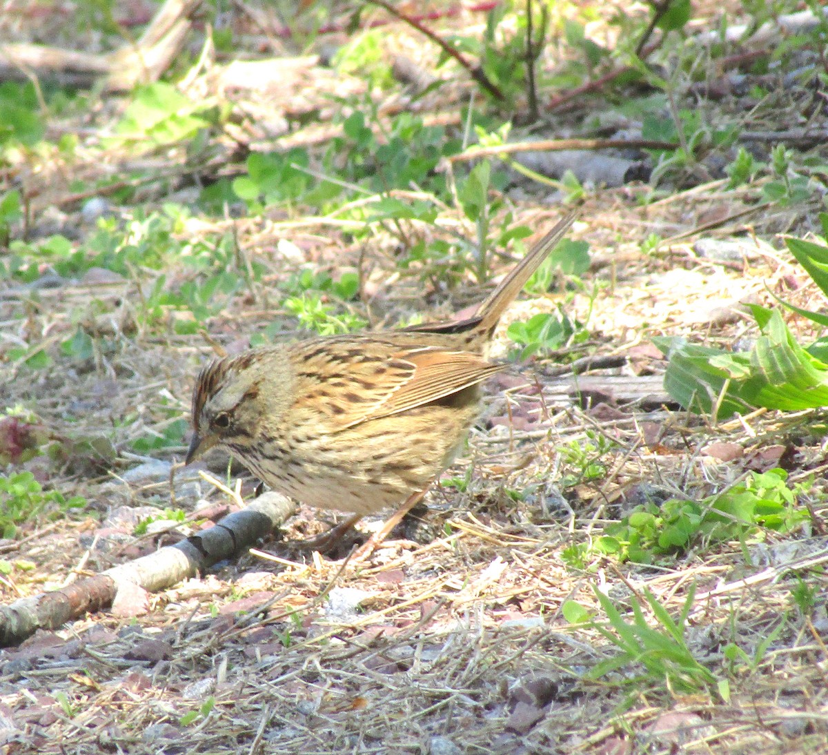 Lincoln's Sparrow - ML234558571