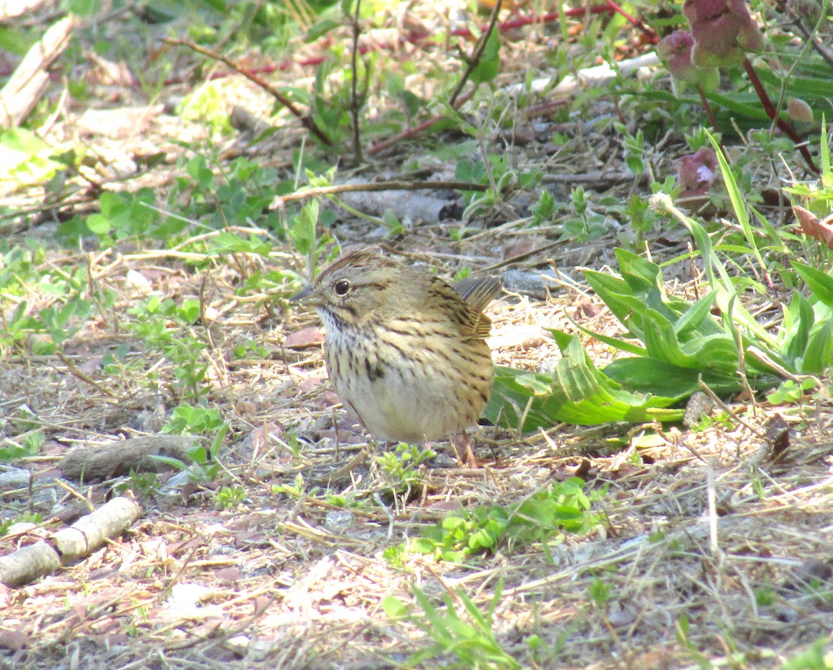 Lincoln's Sparrow - ML234558601