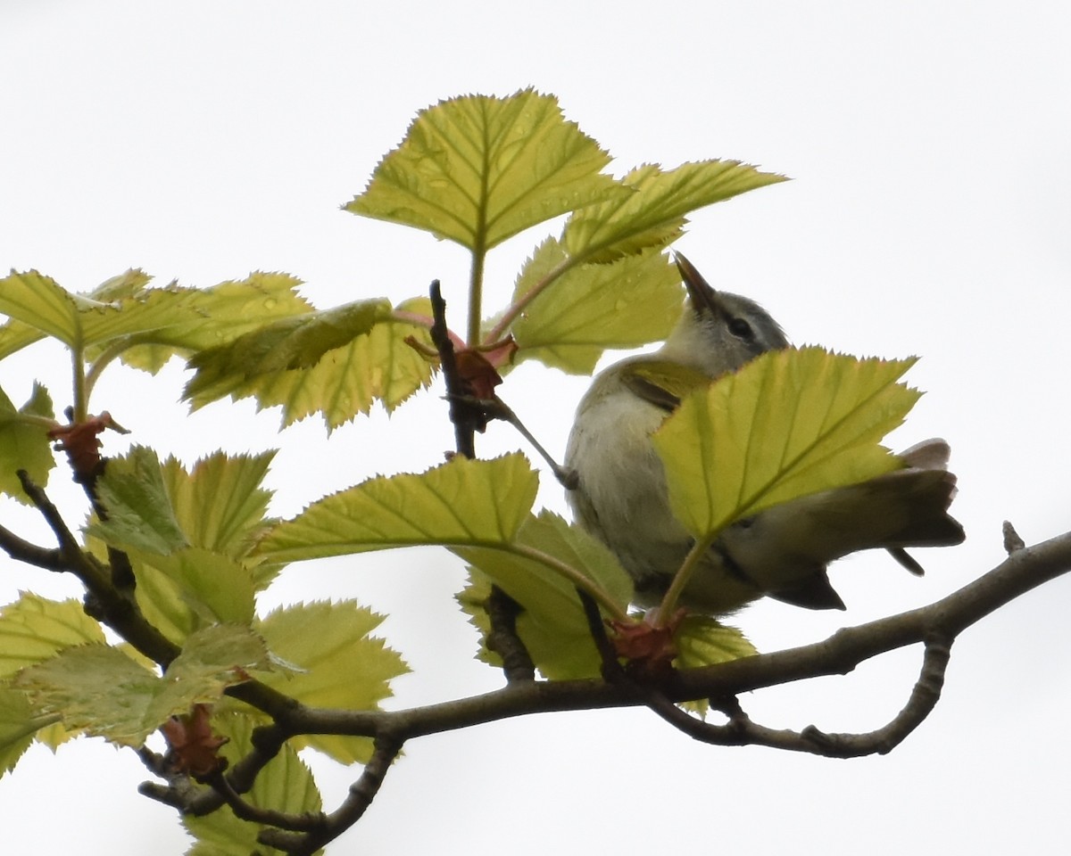 Tennessee Warbler - ML234561491