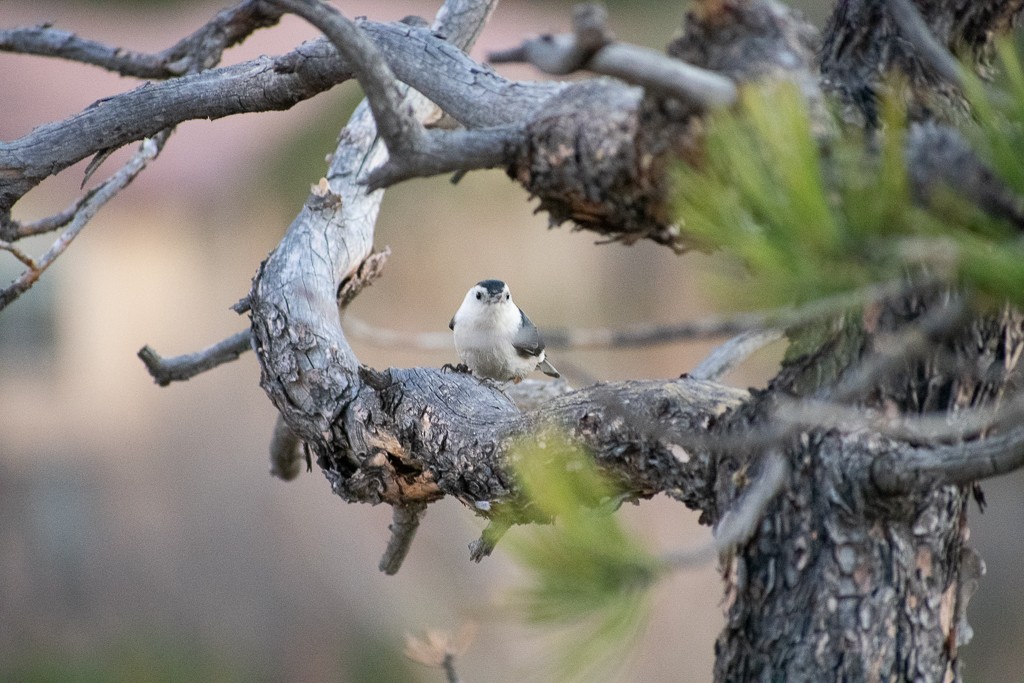 White-breasted Nuthatch - ML234563461