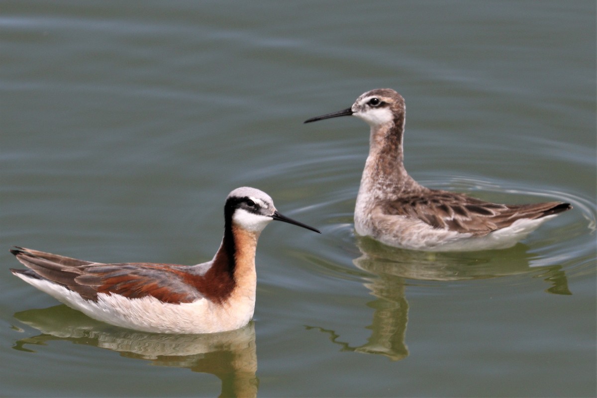 Wilson's Phalarope - Chuck Gates