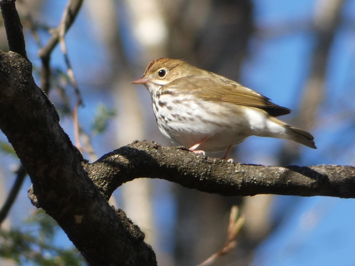 Ovenbird - ML234563851