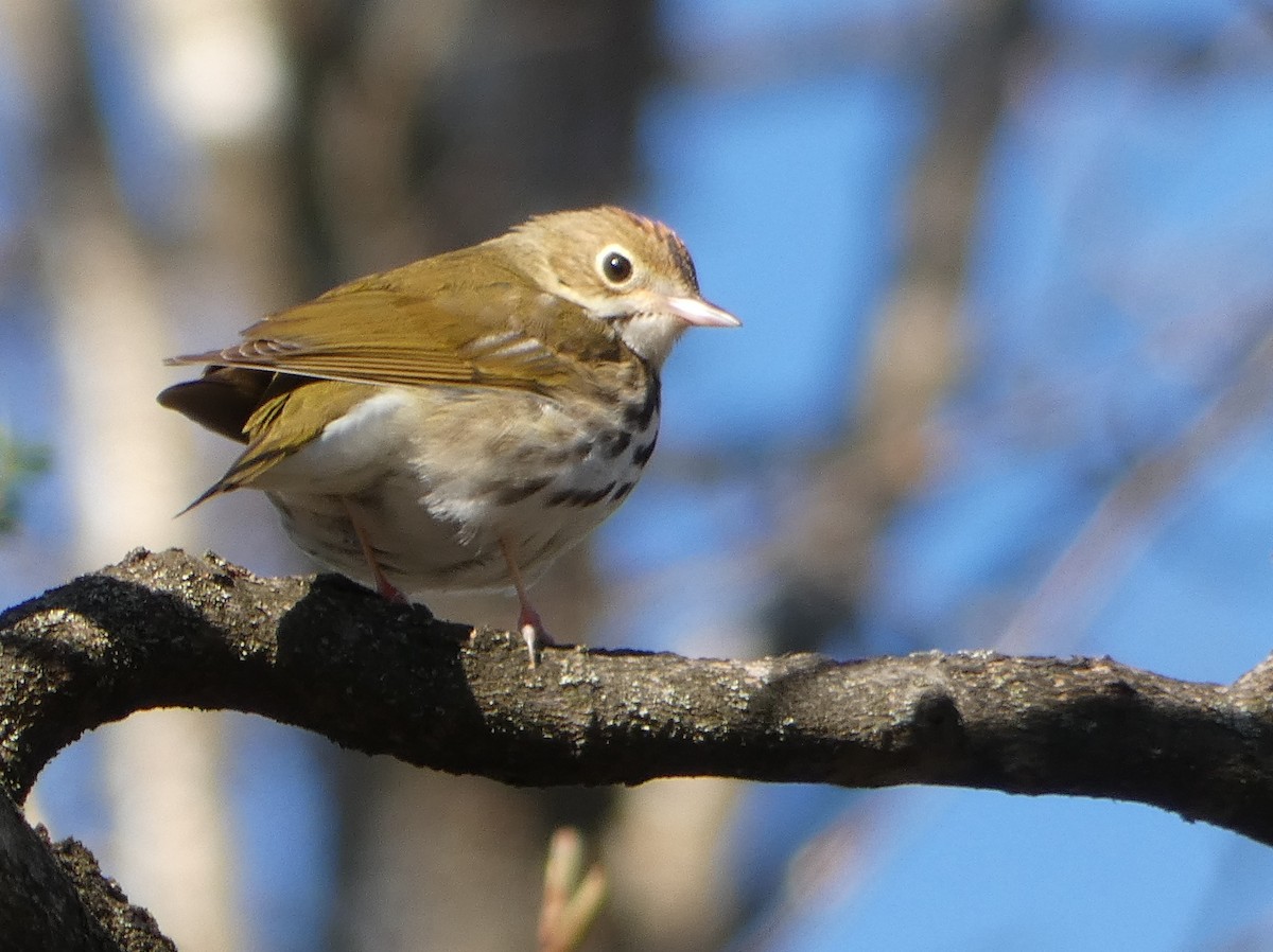 Ovenbird - ML234563891