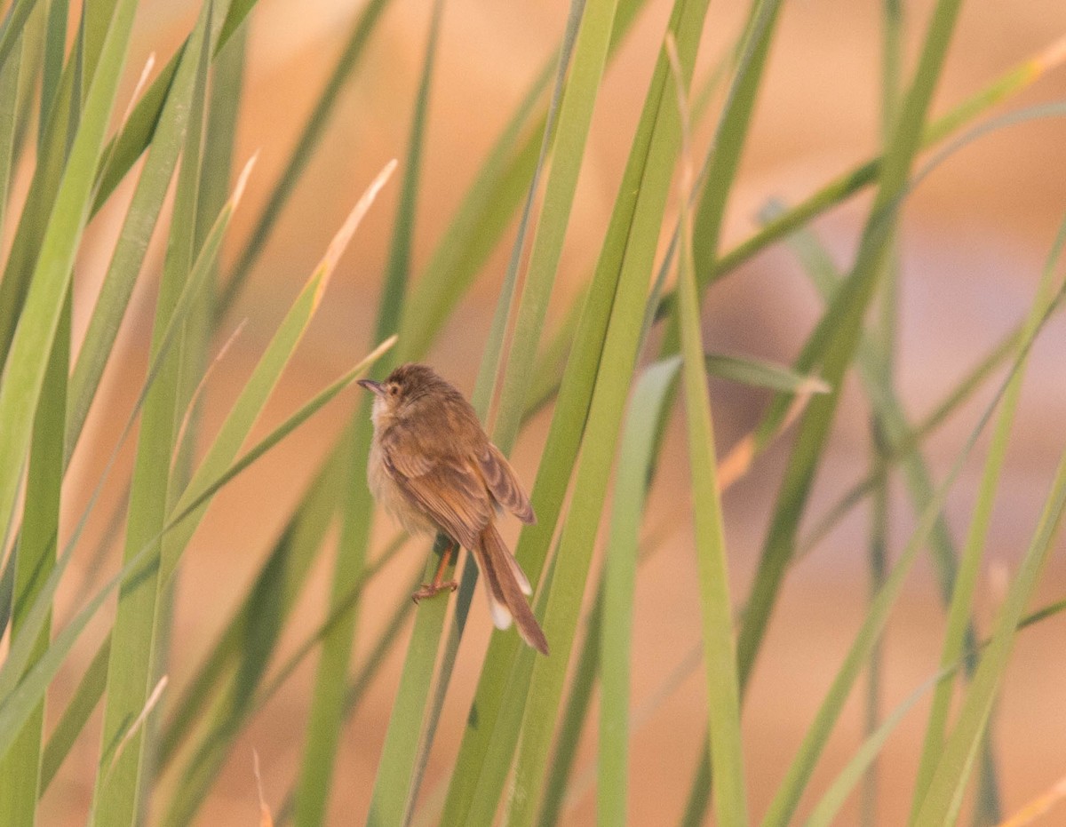 Plain Prinia - abhishek ravindra