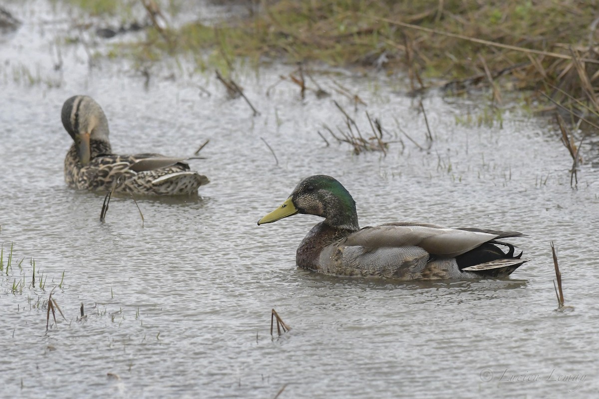 Mallard - Lucien Lemay