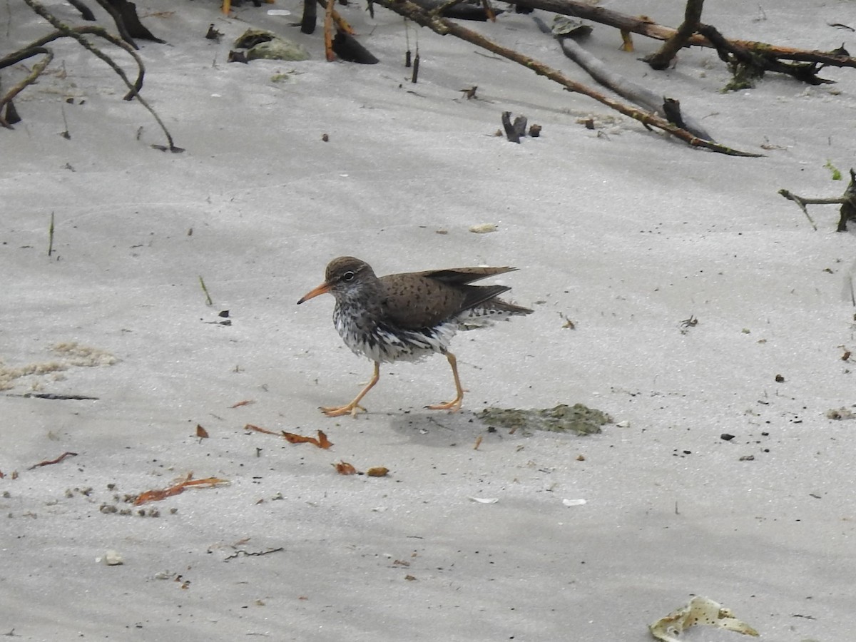 Spotted Sandpiper - ML234564761