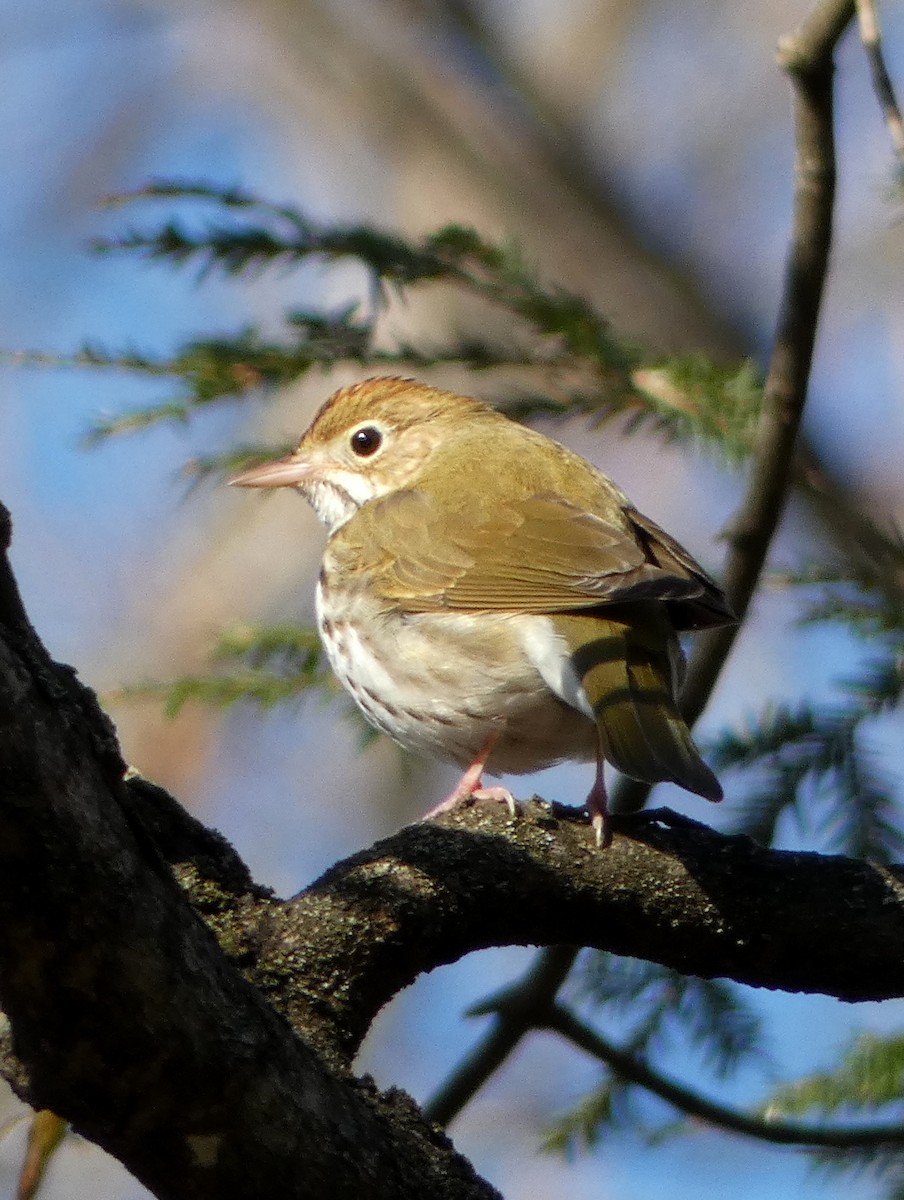 Ovenbird - Monique Berlinguette