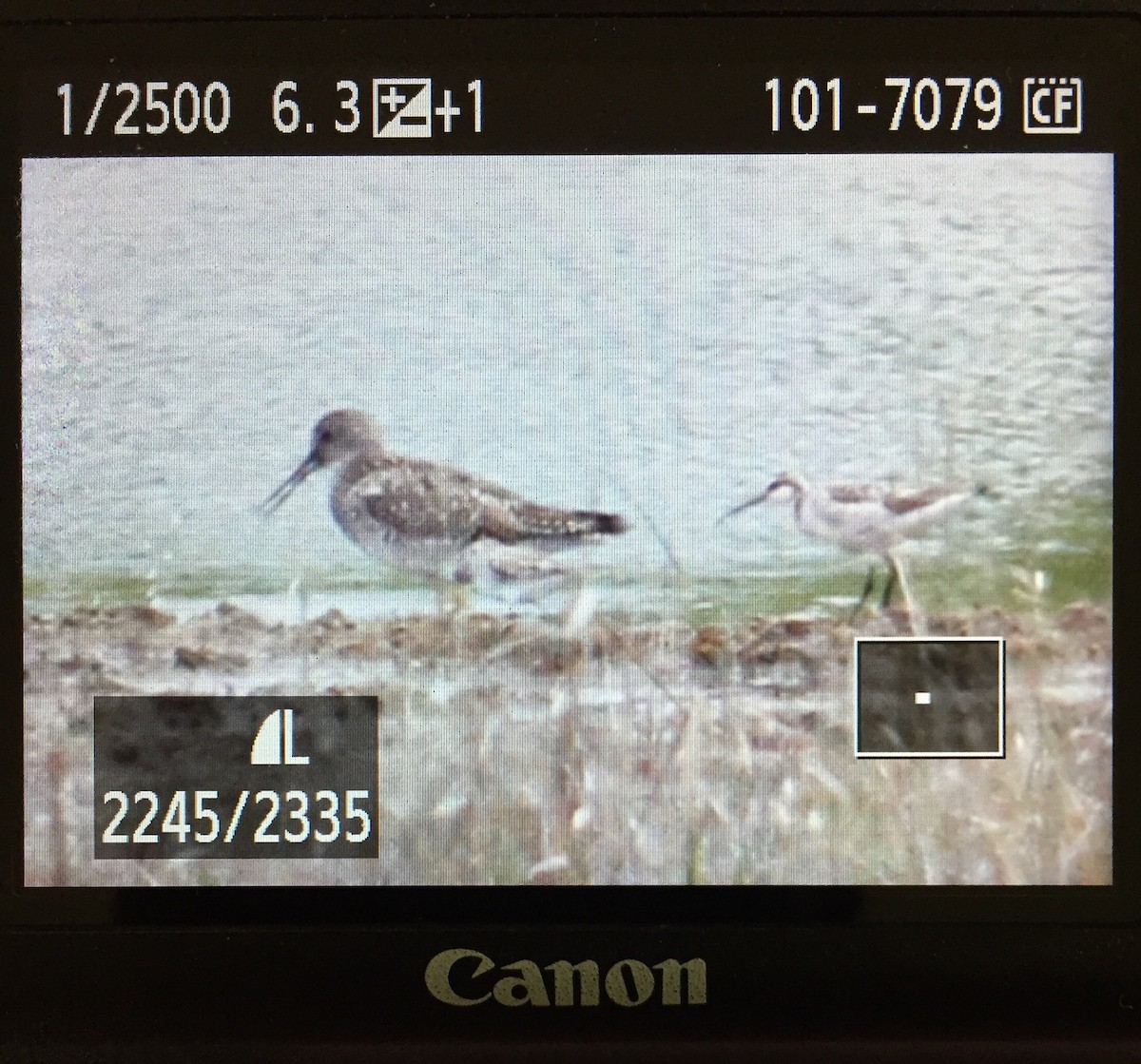 Falaropo di Wilson - ML234566031