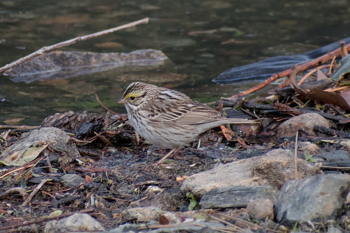 Savannah Sparrow - ML234566141