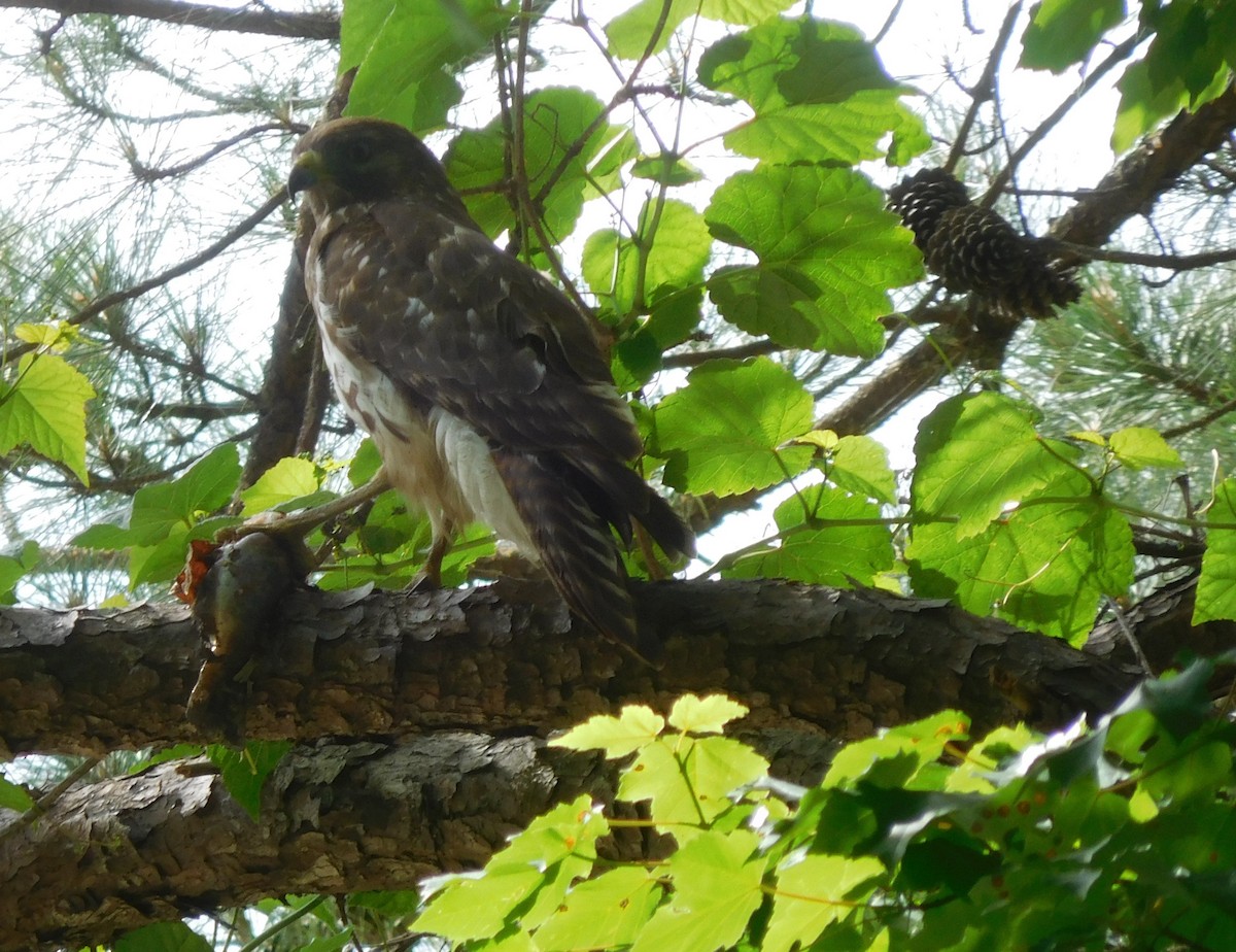 Red-tailed Hawk - ML234566371