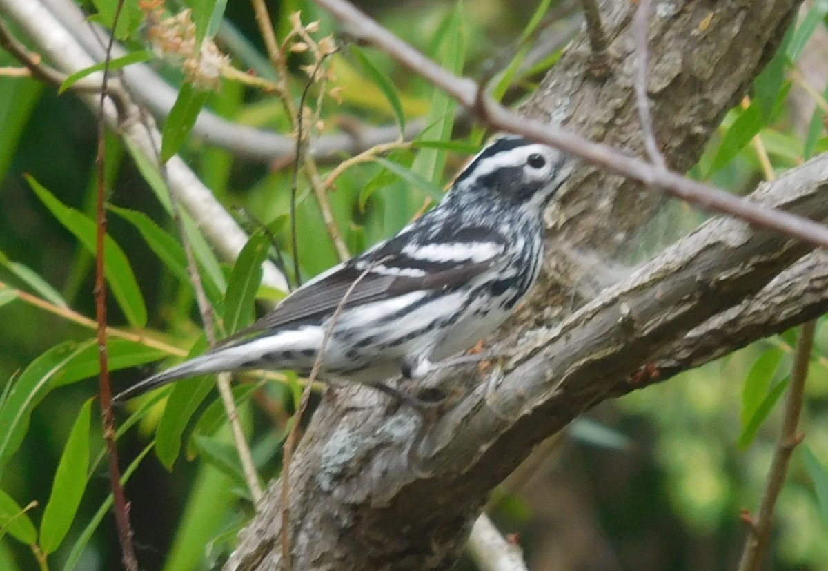Black-and-white Warbler - ML234566511