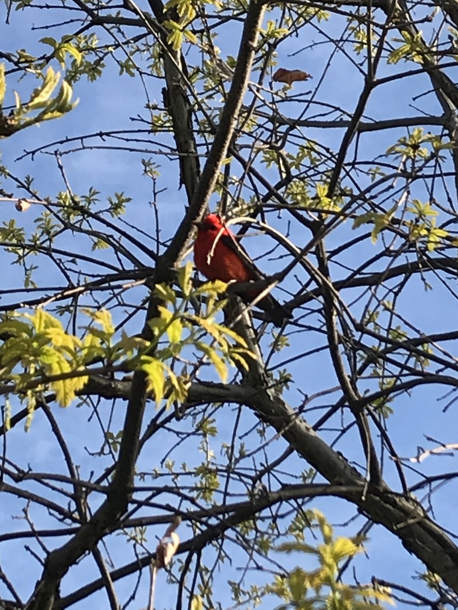 Scarlet Tanager - ML234566691