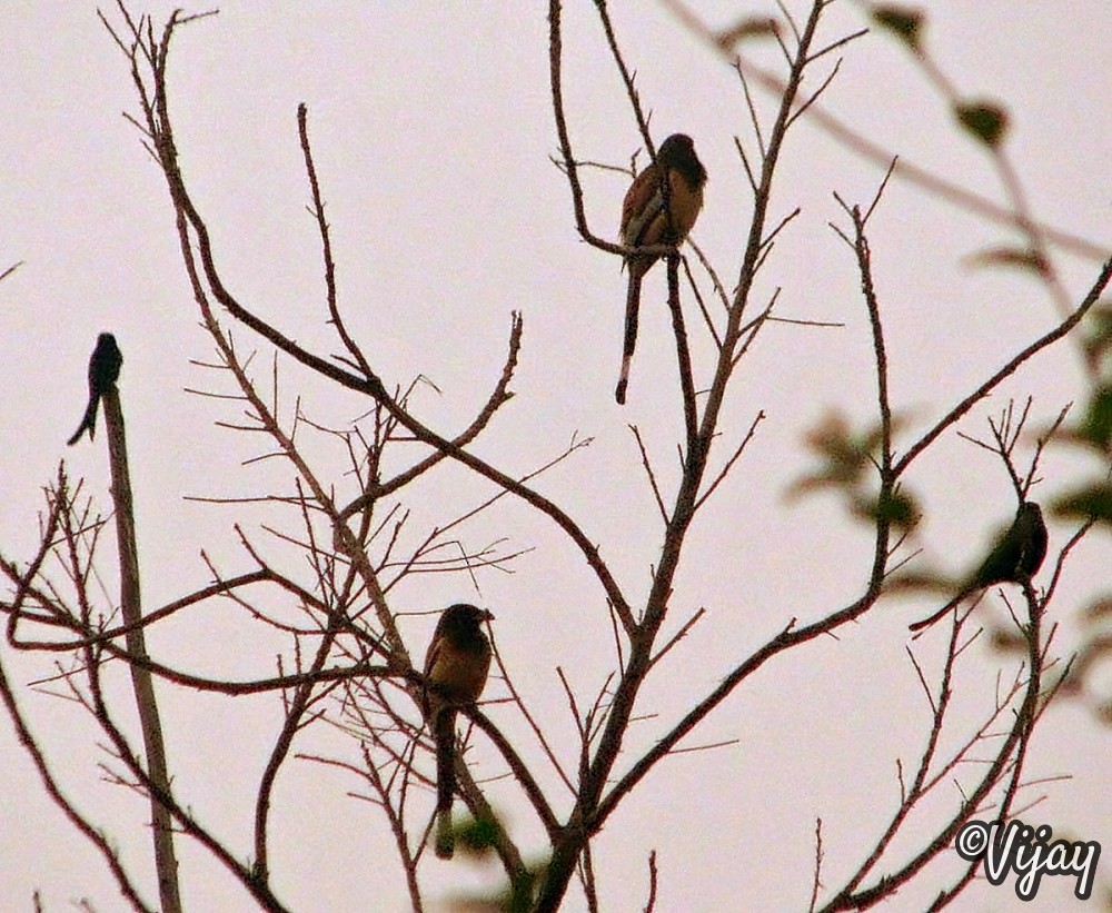 Rufous Treepie - ML23456671