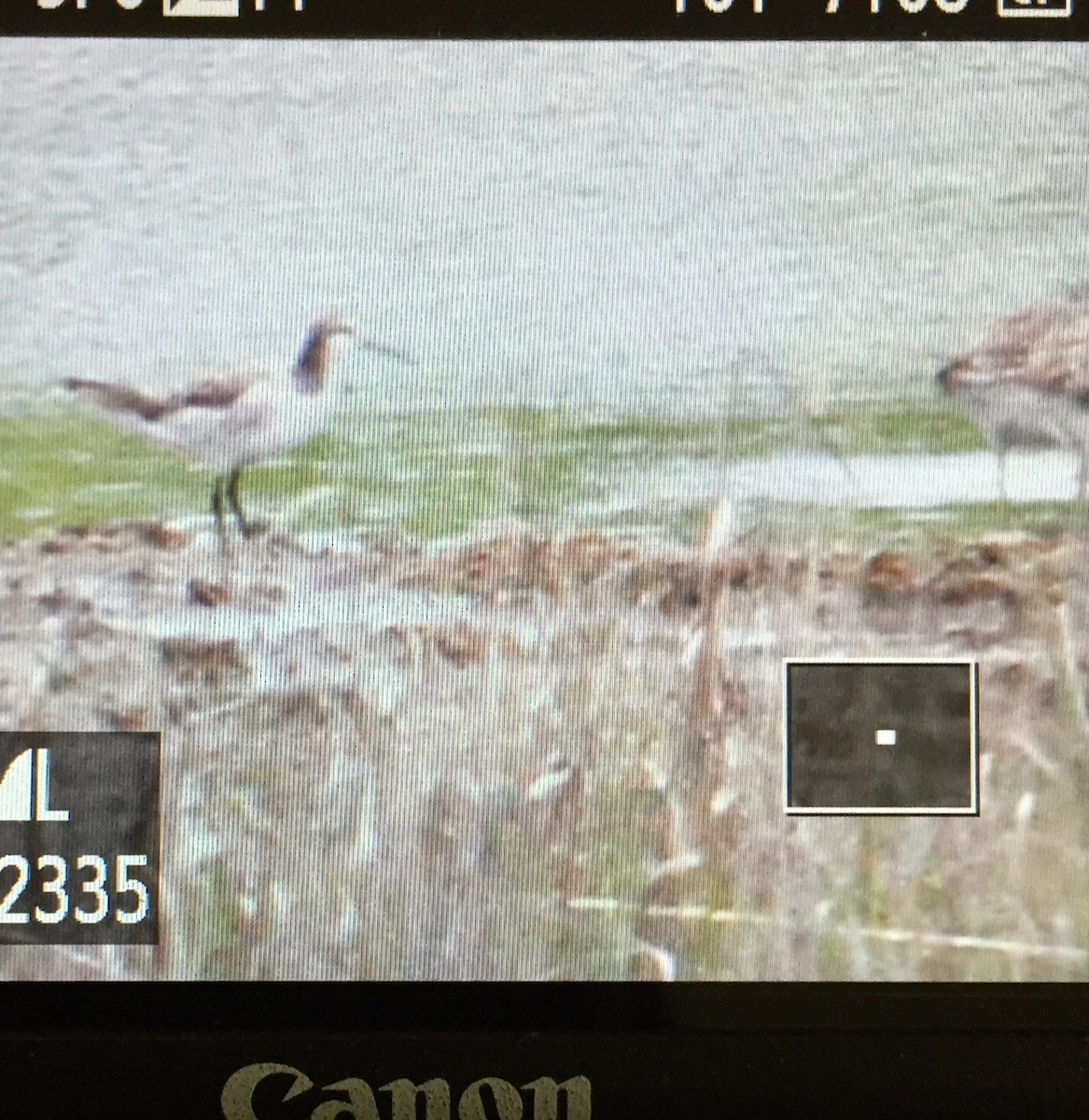 Falaropo di Wilson - ML234567421