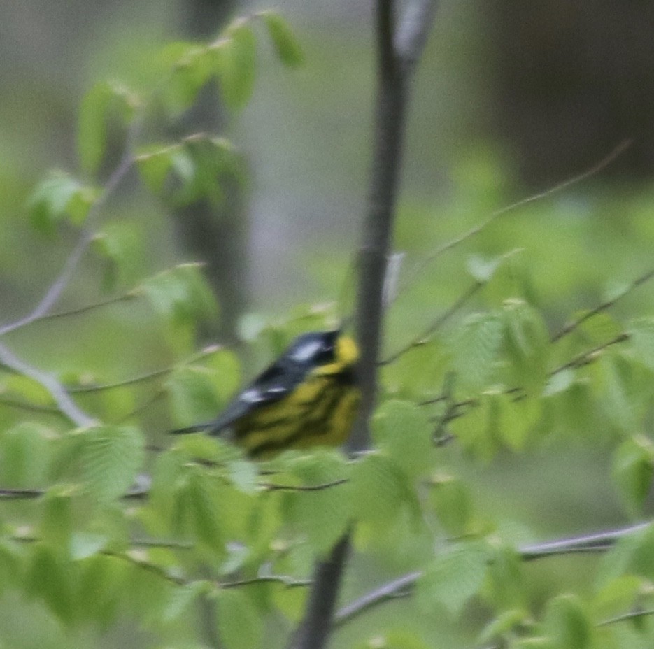 Magnolia Warbler - ML234568301