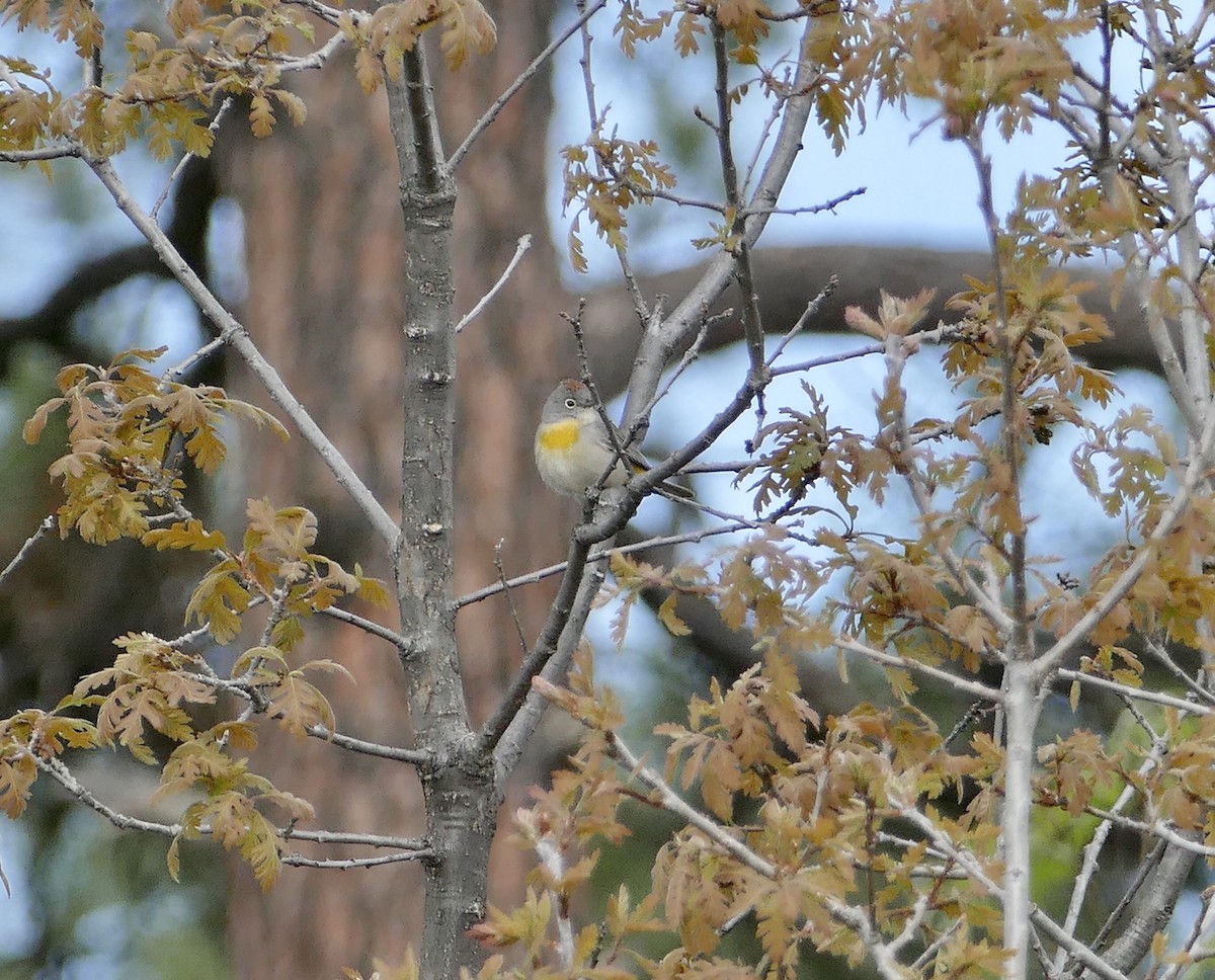 Virginia's Warbler - ML234568741