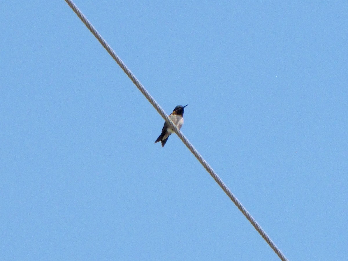 Ruby-throated Hummingbird - ML234569221
