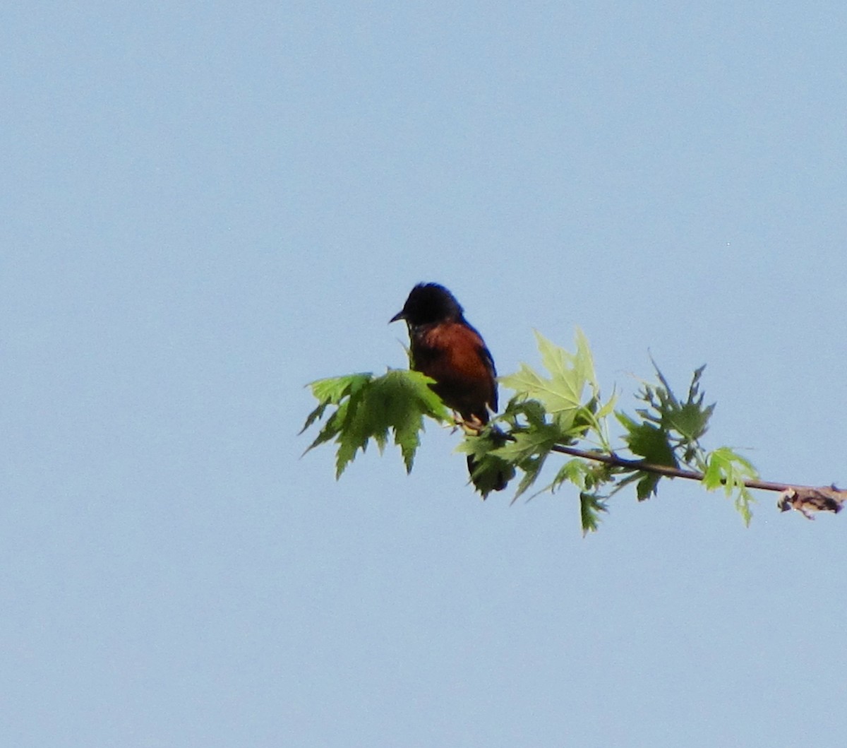 Orchard Oriole - ML234569551