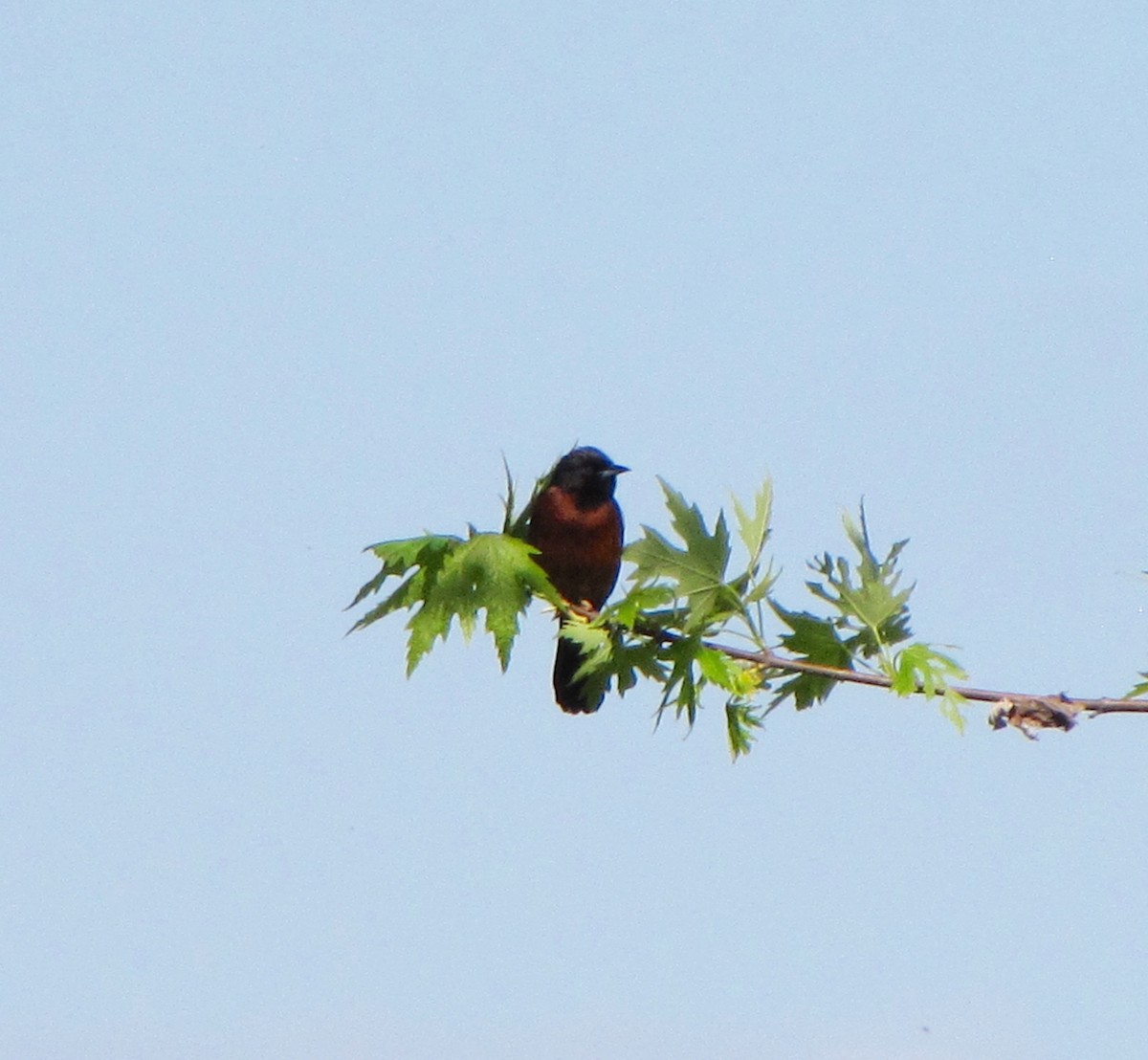 Orchard Oriole - ML234569611