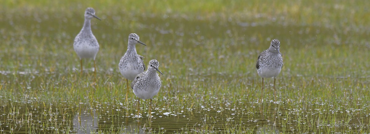 Lesser Yellowlegs - ML234570041