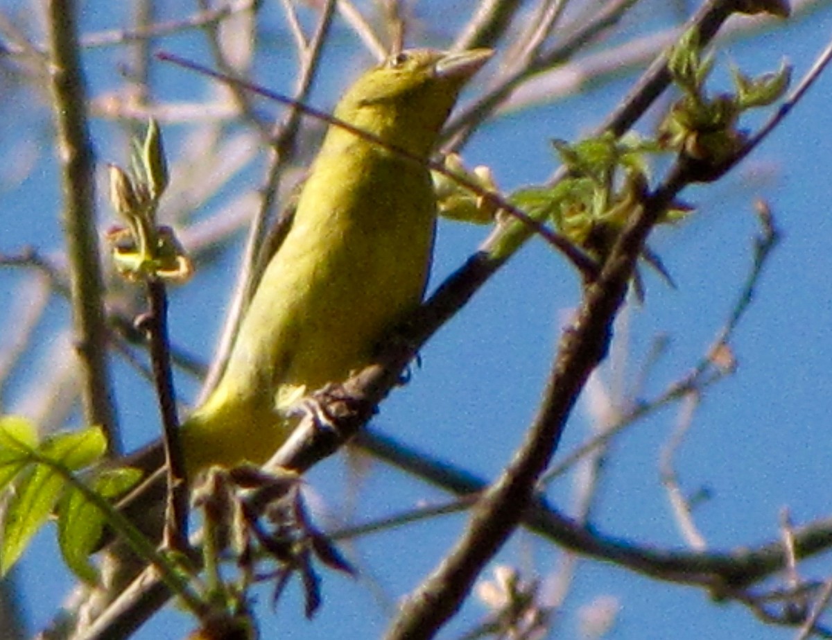 להבית ססגונית - ML234570631