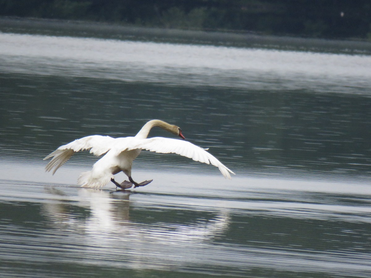 Mute Swan - ML234570851