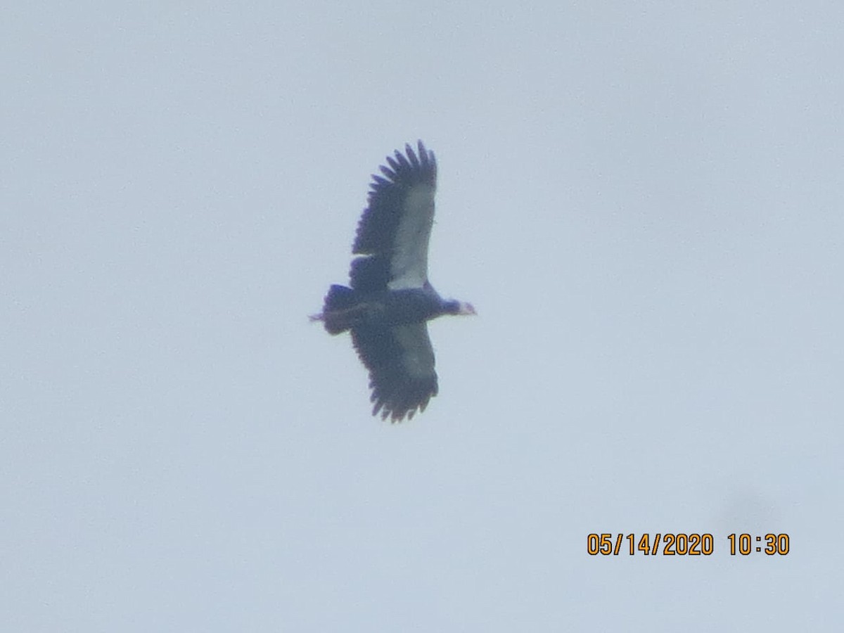 Northern Screamer - ML234570881