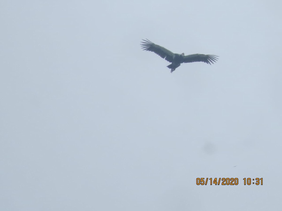 Northern Screamer - ML234570901