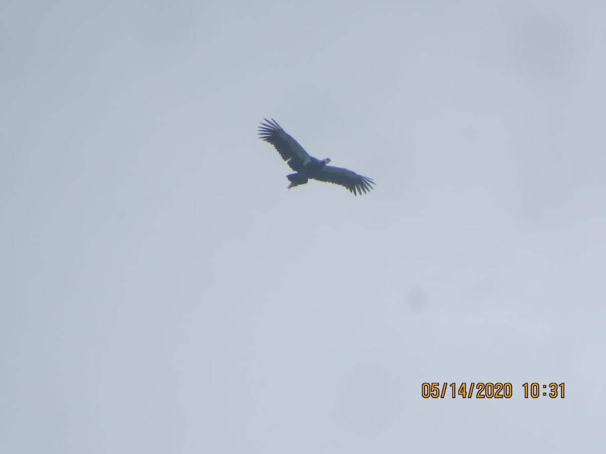 Northern Screamer - ML234570951