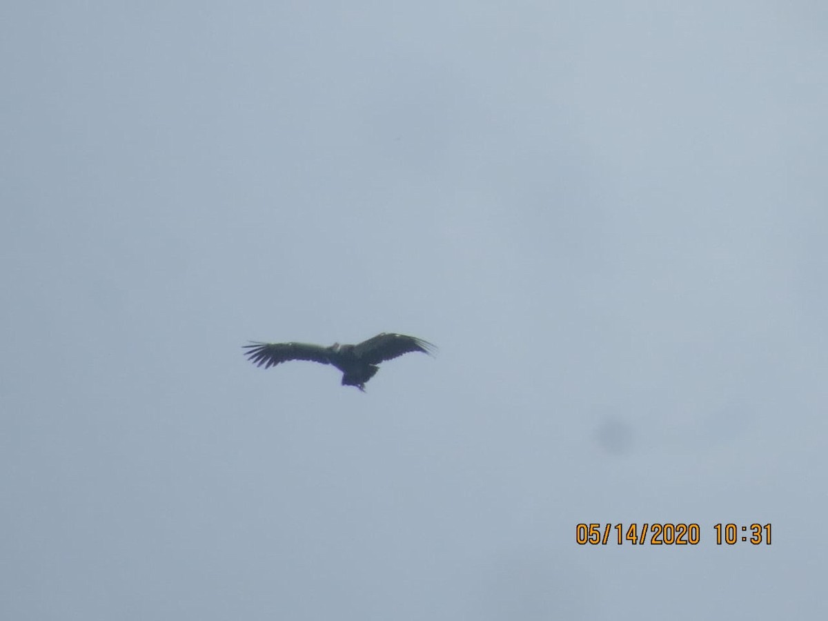 Northern Screamer - ML234571021