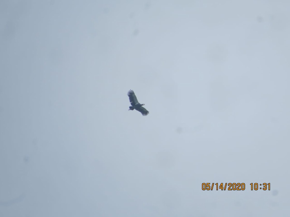 Northern Screamer - ML234571031