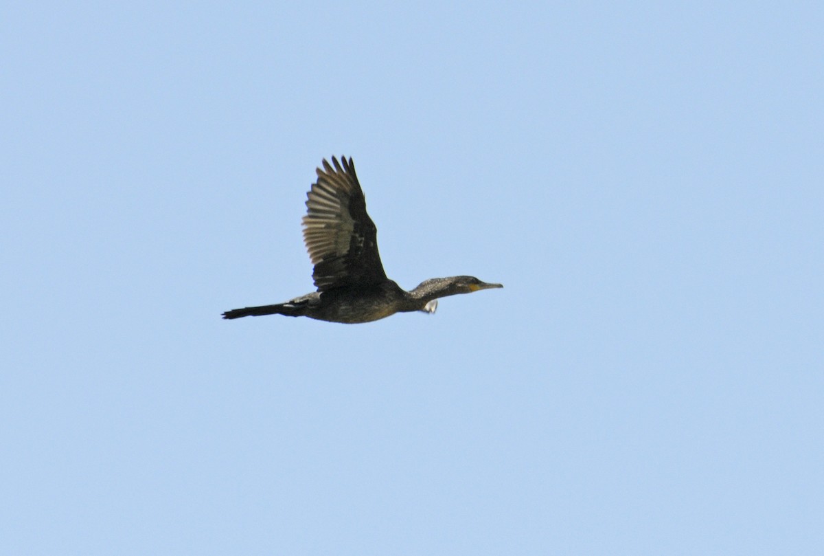 Neotropic Cormorant - ML234572401