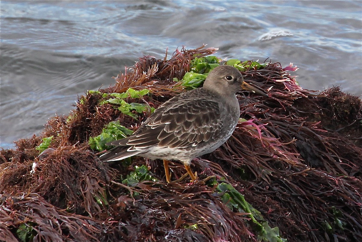 Purple Sandpiper - Irvin Pitts