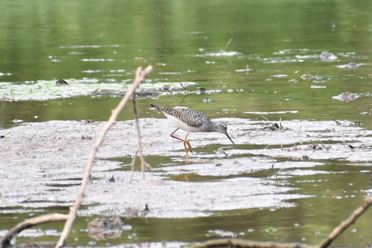 Lesser Yellowlegs - ML234575621