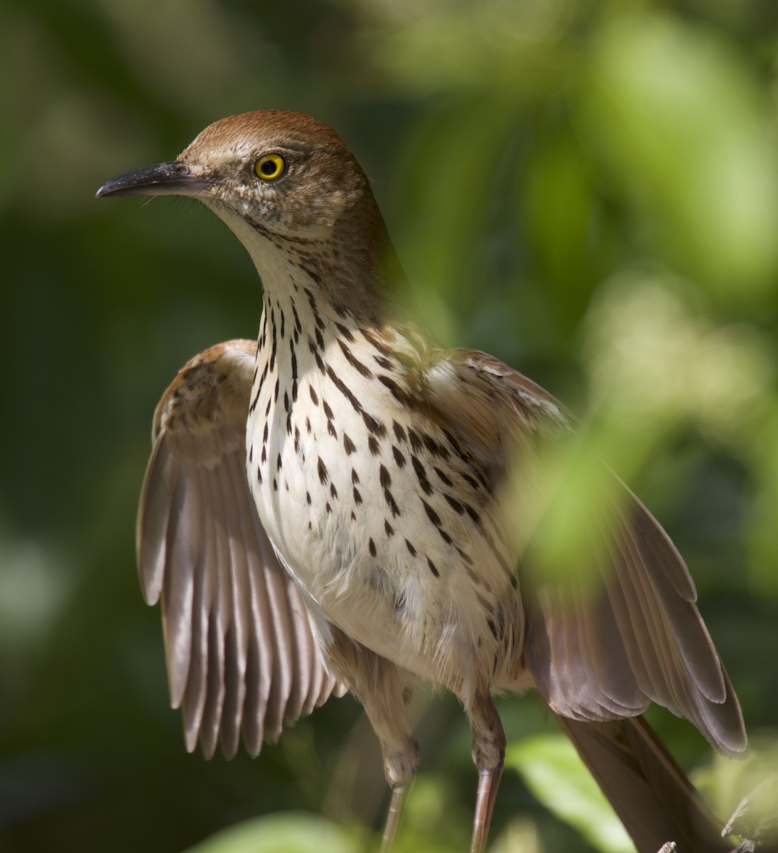 Brown Thrasher - Ron Shrieves