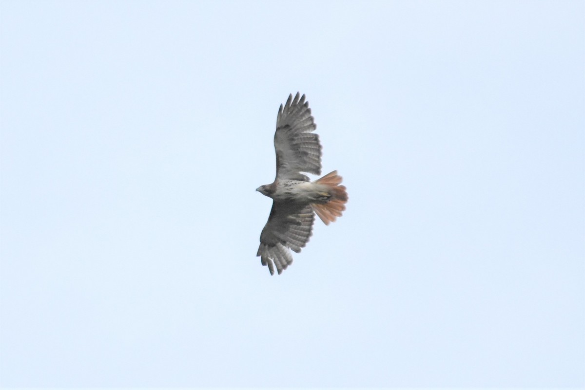 Red-tailed Hawk - ML234575721