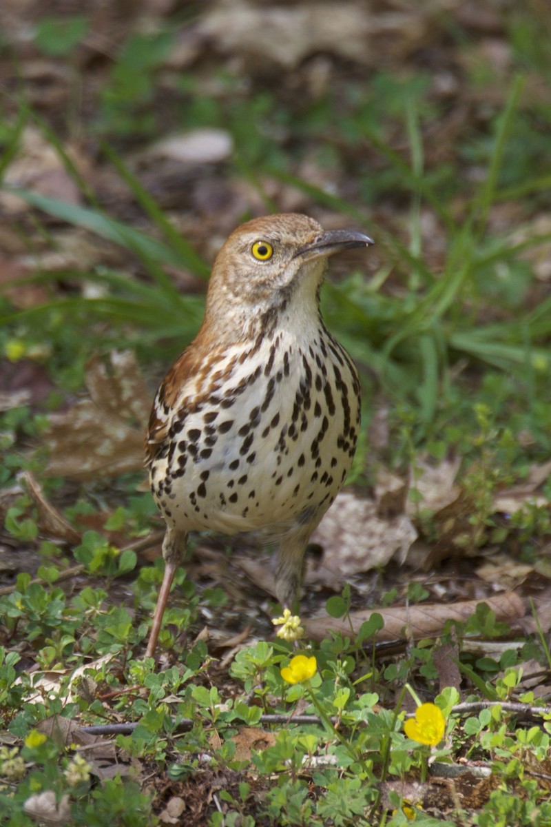 Brown Thrasher - Ron Shrieves