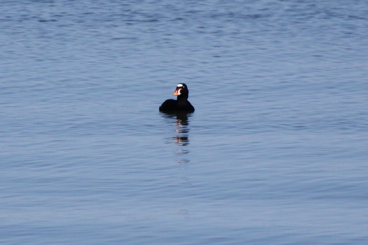 Surf Scoter - ML234576881