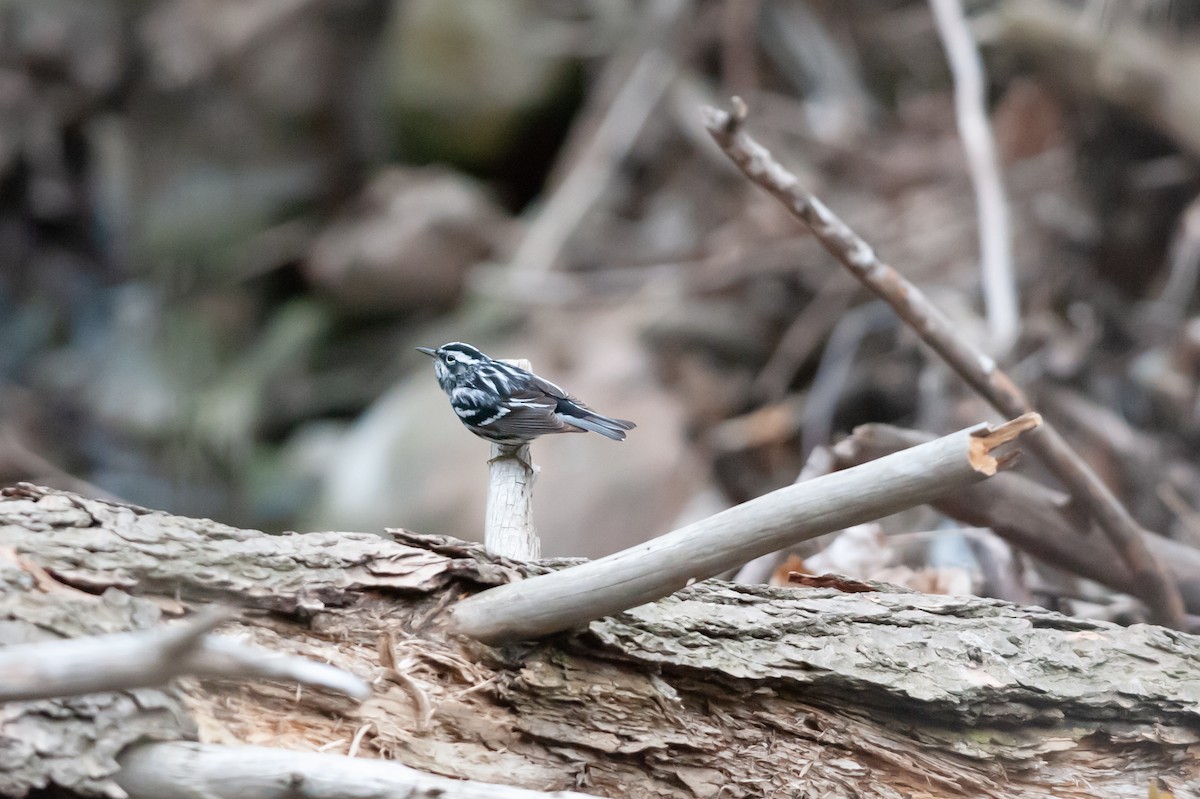 Black-and-white Warbler - Mike Rocha