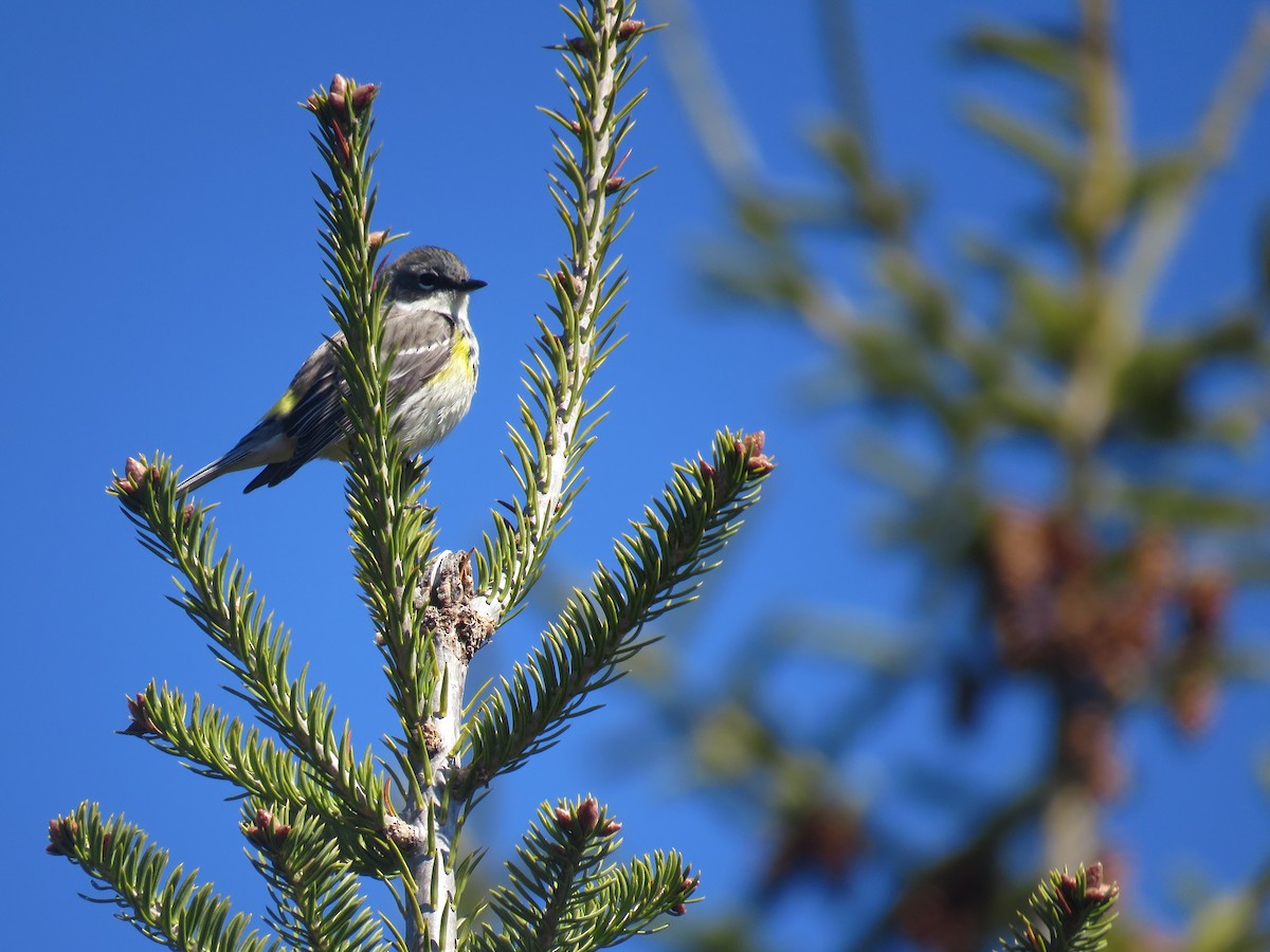 Yellow-rumped Warbler - Kerry Lee Morris-Cormier