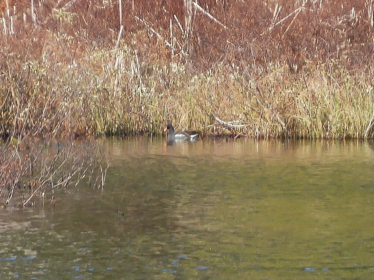 Common Gallinule - Clay Poitras